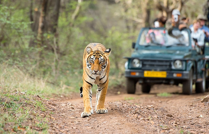 India Wildlife Safari Tour Packages